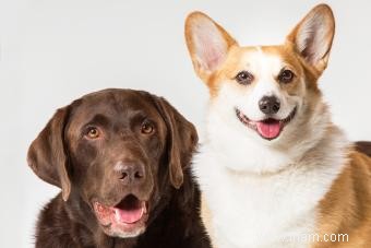 Aperçu des soins et de la race des chiots Corgidor 