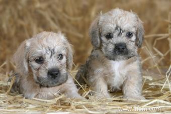 Profil de Dandie Dinmont Terrier :une race intelligente et dévouée 