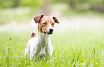 Chien de ferme danois-suédois :une race énergique et affectueuse 