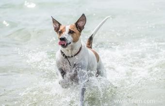 Chien de ferme danois-suédois :une race énergique et affectueuse 