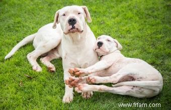 Faits, tempérament et soins de la race Dogo Argentino 