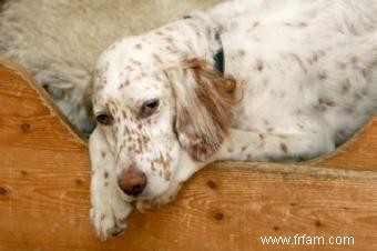 Informations sur le chien de sport Setter anglais 