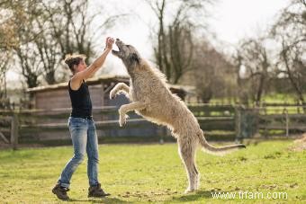 Profil détaillé de la race Irish Wolfhound et de ses nombreux traits 