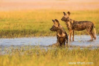 Faits en bref sur le chien sauvage d Afrique 