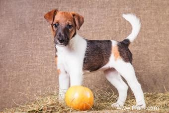 Apprendre à connaître le Smooth Fox Terrier :une mondaine animée 