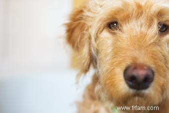 Profil de race Goldendoodle 