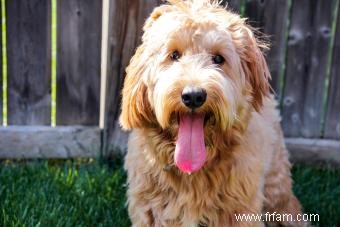 Profil de race Goldendoodle 