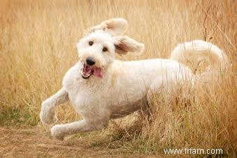 Profil de race Goldendoodle 