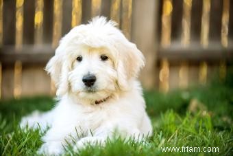 Profil de race Goldendoodle 