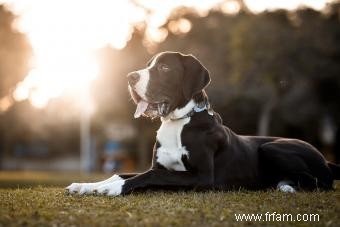 Grands faits sur la race de chiens Great Dane (des origines à l apparence) 