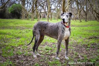 Grands faits sur la race de chiens Great Dane (des origines à l apparence) 