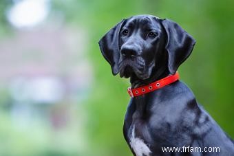 Grands faits sur la race de chiens Great Dane (des origines à l apparence) 