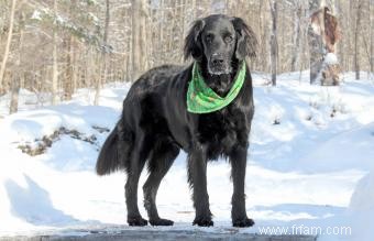 Guide des retrievers à poil plat + photos 