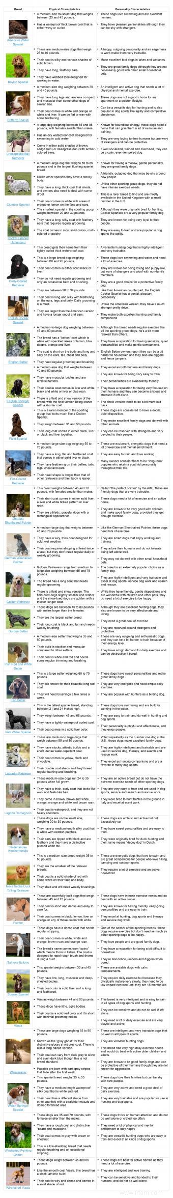 Guide des races et des caractéristiques des chiens de sport 