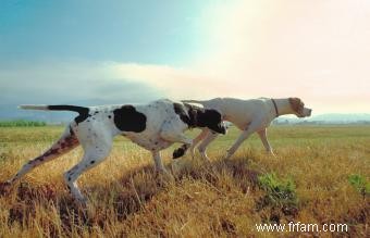 Guide des races et des caractéristiques des chiens de sport 