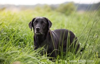 Guide des races et des caractéristiques des chiens de sport 