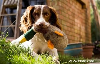 Guide des races et des caractéristiques des chiens de sport 