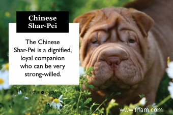 Guide de la race de chien Shar-Pei chinois 