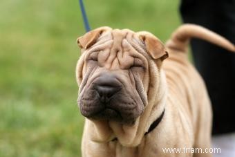 Guide de la race de chien Shar-Pei chinois 