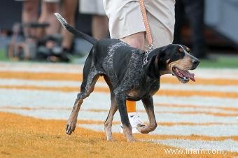 Guide du Coonhound (plus qu un fort sens de l odorat) 