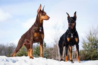 Guide de la race de chien Doberman Pinscher 