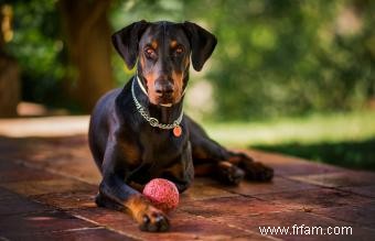 Guide de la race de chien Doberman Pinscher 