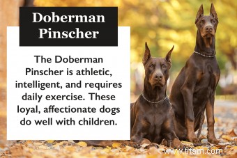 Guide de la race de chien Doberman Pinscher 