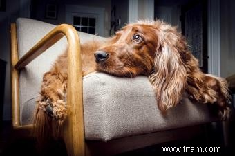 Guide de la personnalité, des traits et de la santé du setter irlandais 