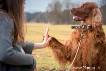 Guide de la personnalité, des traits et de la santé du setter irlandais 