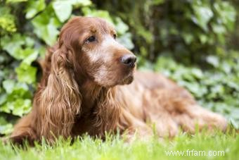 Guide de la personnalité, des traits et de la santé du setter irlandais 