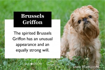 Guide de la race de chien Griffon bruxellois vif et intelligent 