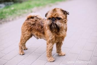 Guide de la race de chien Griffon bruxellois vif et intelligent 