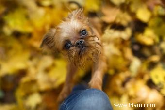 Guide de la race de chien Griffon bruxellois vif et intelligent 