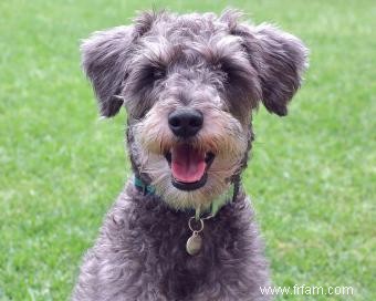 Guide de la race de chien Schnoodle 