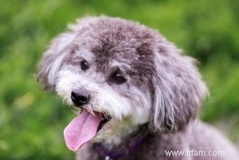 Guide de la race de chien Schnoodle 