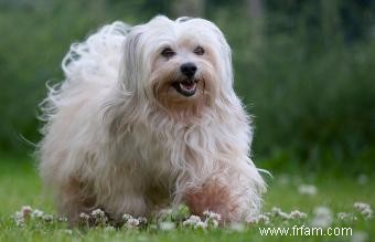 Tempérament, caractéristiques et soins du chien bichon havanais 