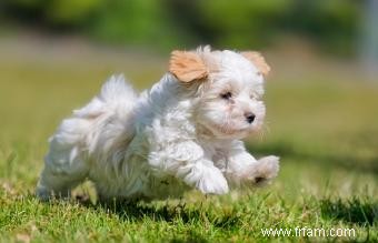 Tempérament, caractéristiques et soins du chien bichon havanais 