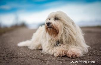 Tempérament, caractéristiques et soins du chien bichon havanais 