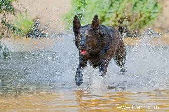 Avez-vous un troupeau sur le chien de berger hollandais? 