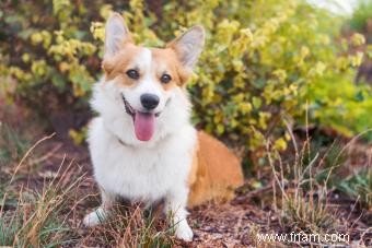 En quoi Cardigan Welsh et Pembroke Corgis sont-ils différents? 