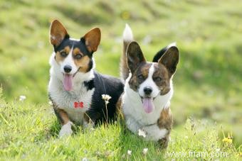 En quoi Cardigan Welsh et Pembroke Corgis sont-ils différents? 