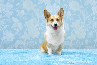 En quoi Cardigan Welsh et Pembroke Corgis sont-ils différents? 