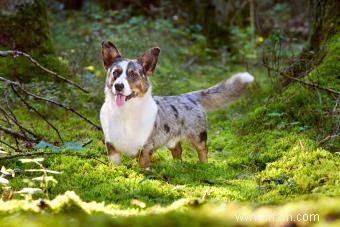 En quoi Cardigan Welsh et Pembroke Corgis sont-ils différents? 