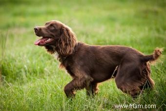 Inside Scoope sur le Loyal Boykin Spaniel 