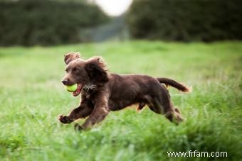 Inside Scoope sur le Loyal Boykin Spaniel 