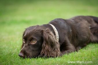 Inside Scoope sur le Loyal Boykin Spaniel 