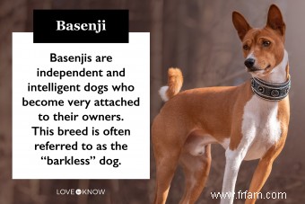 Introduction à la race de chien Basenji :ses traits et ses origines explorés 