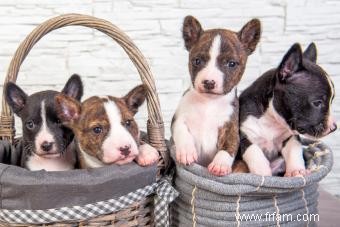 Introduction à la race de chien Basenji :ses traits et ses origines explorés 