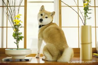 Présentation du Shiba Inu 