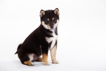 Présentation du Shiba Inu 